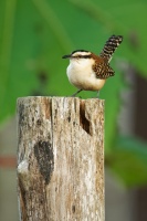 Strizlik rezavosijny - Campylorhynchus rufinucha - Rufous-naped Wren 5613